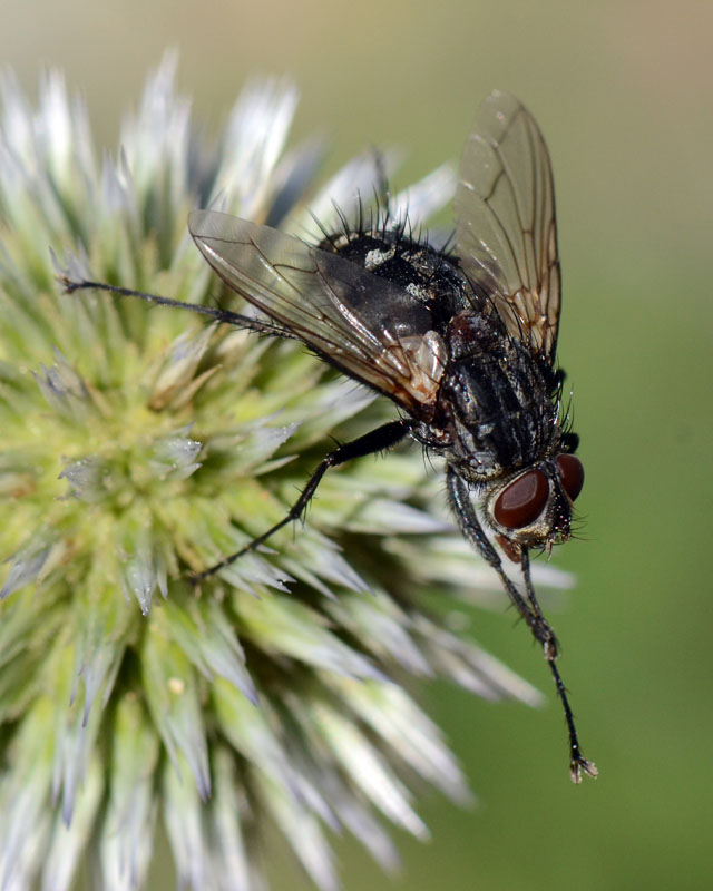 Calliphoridae da id